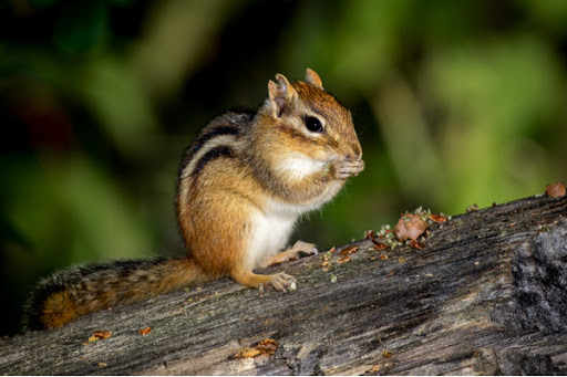 Chipmunk eating nuts while sitting on a log