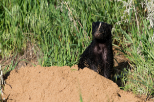 How do I avoid getting sprayed by a skunk?