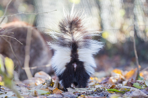 how do skunks spray?