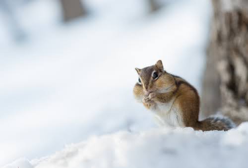 Chipmunk Eating Nuts In Winter