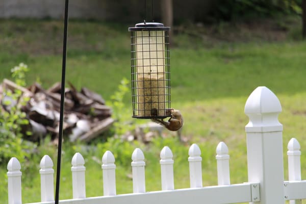 Chipmunk hanging on bird feeder