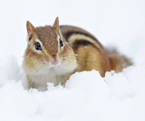 Chipmunk In Fresh Snow