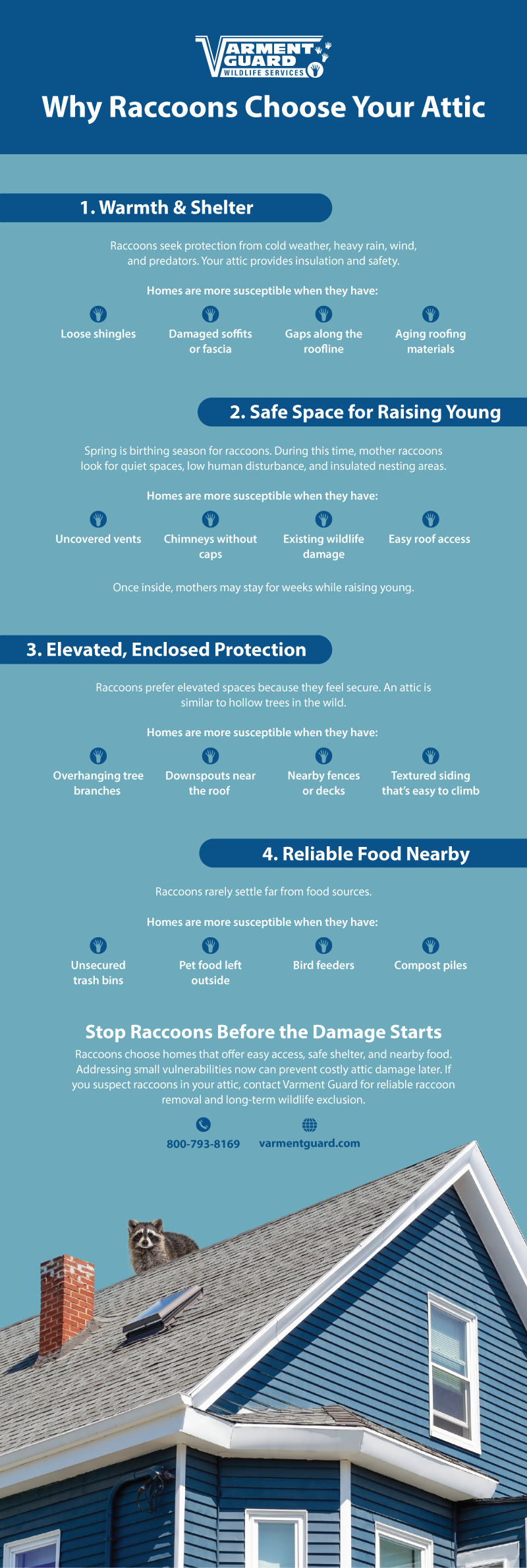 Vg Raccoon Attic Info R1 Vertical (1)