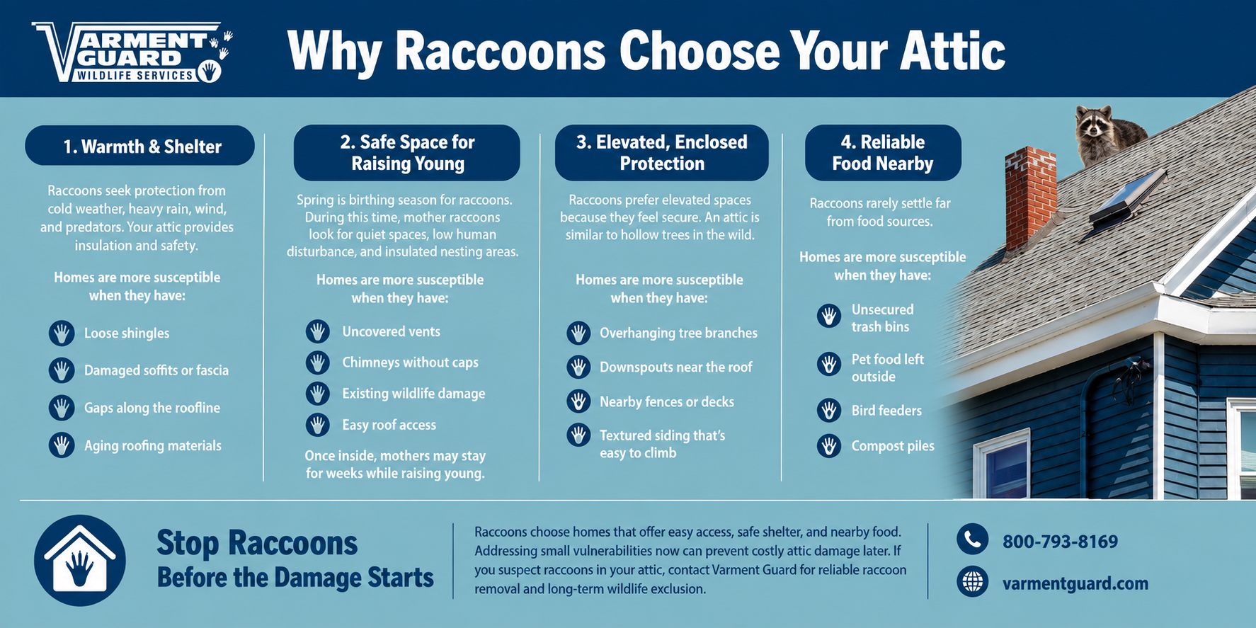 Raccoon attic damage infographic