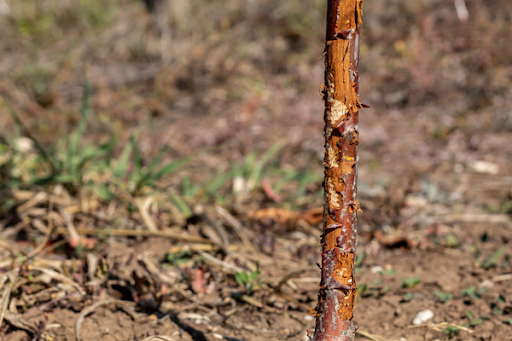 Rabbit damage on the stem or bark of a plant