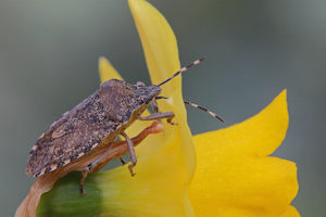 what are stink bugs?