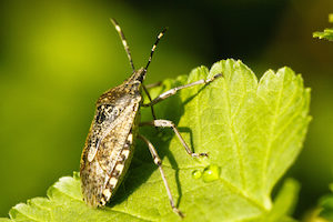 are stink bugs dangerous?