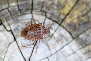 where did stink bugs come from?