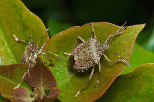 what do stink bugs want?