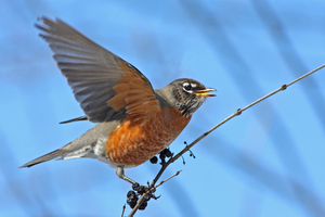 robins