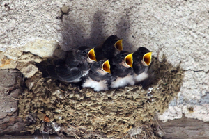 Barn swallows