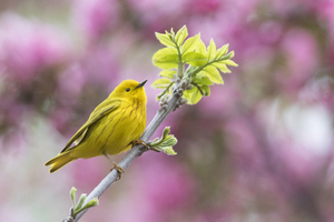 warblers