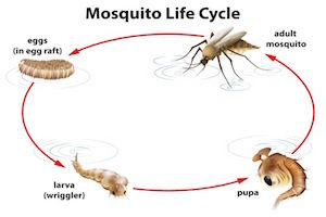 Warm weather accelerates several insect life cycles, including mosquitoes