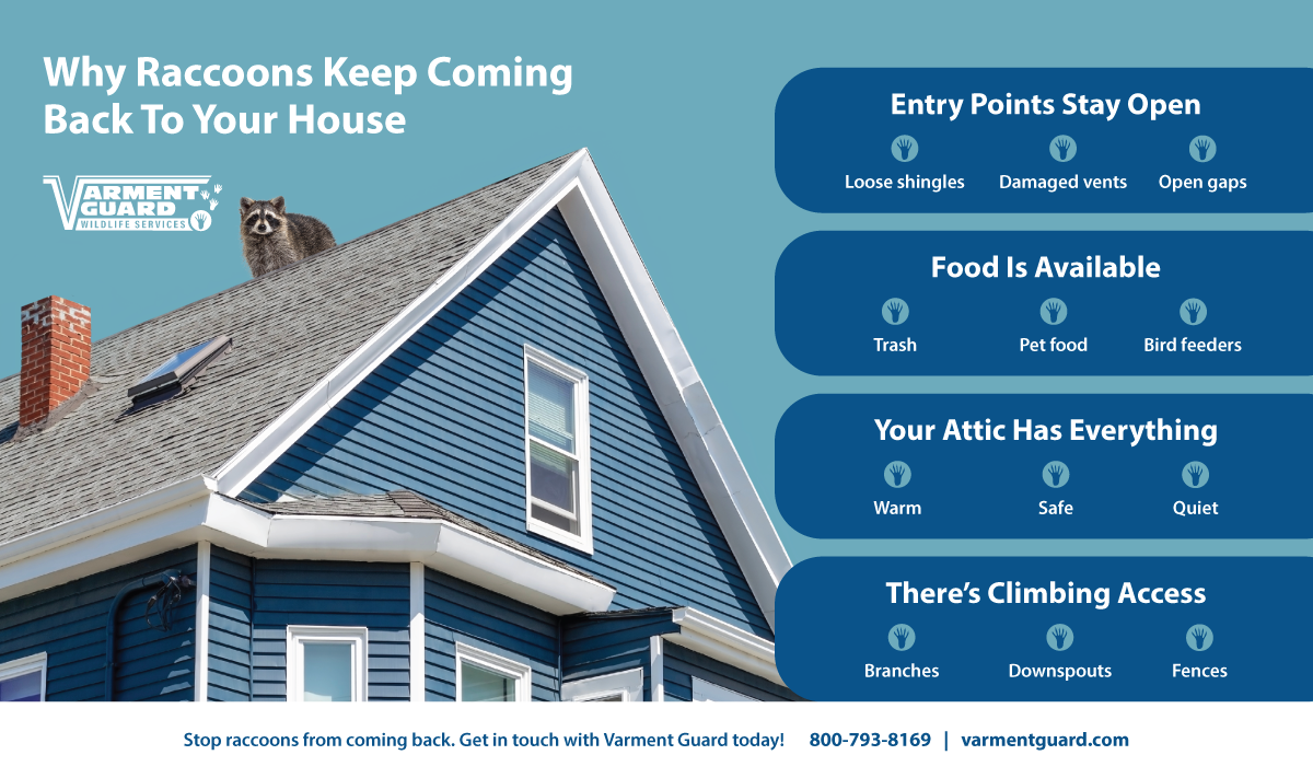 Vg Raccoon Attic Info R1 Horizontal (1)