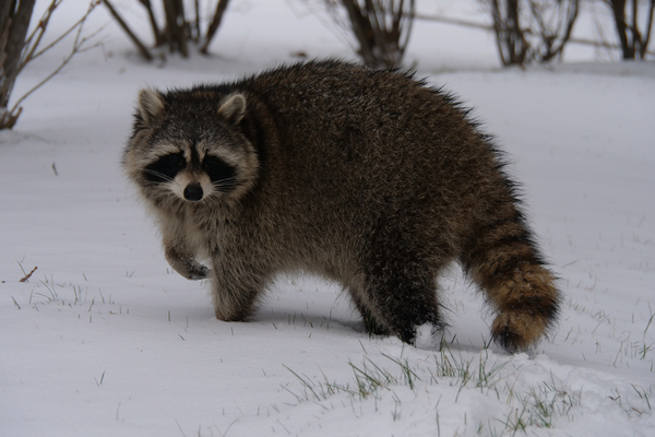 raccoon raccoons