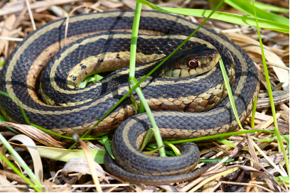 Gartersnakeinminnesota