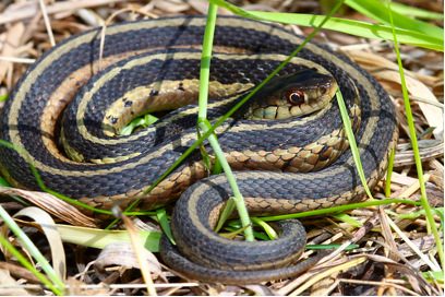 How to Identify Snake Holes in Your Yard and How to Keep Them Out ...