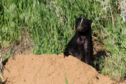 Skunkindirt