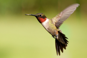 When are hummingbirds active?