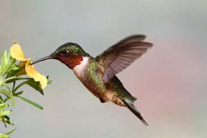 What are hummingbirds?