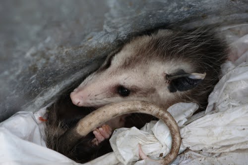 Opossum In Garbage