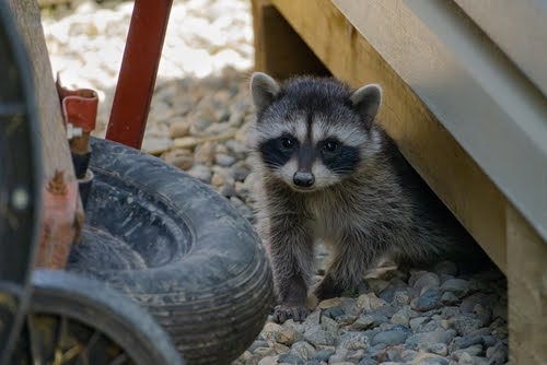 Raccoon Outside