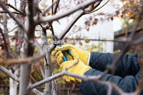 Trimming Tree