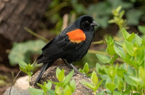 Red Winged Blackbird Nature