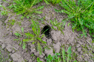 Disturbed soil is a sign of nearby animal nests