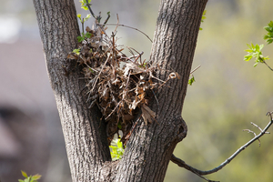 Animals construct nests out of whatever they can find