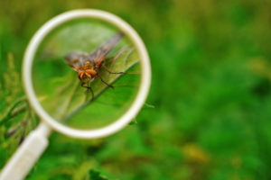 IPM utilizes expert pest entomology
