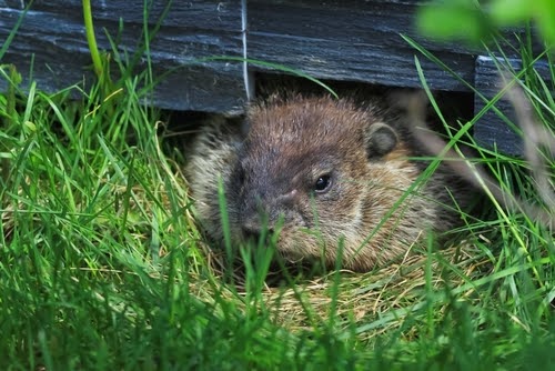 Groundhogunderdeck