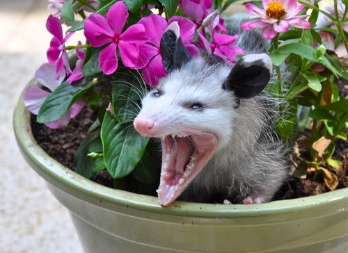 Opossum In Plant