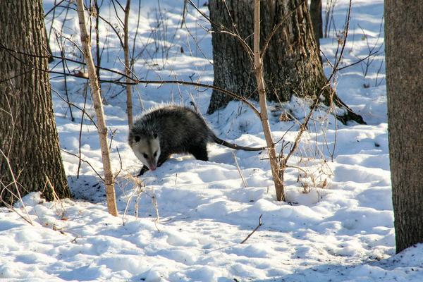 Opossums often take shelter beneath existing structures like decks and porches