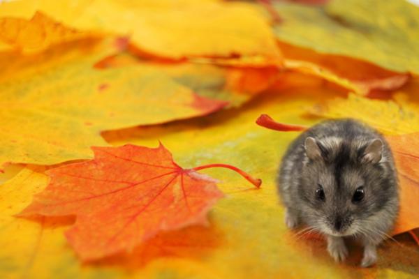 do mice hibernate over winter