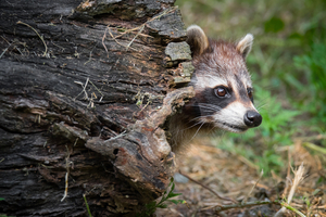 where raccoons are