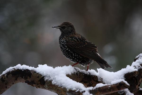 Starlings are small-to-medium sized (7.9-9.1 inch) multi-colored birds