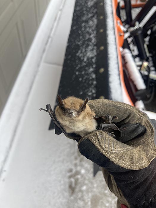 Bat Resized Vg Site