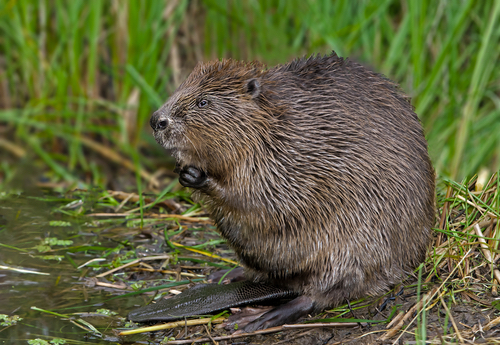 Beaver Sit In The Water And Chews Food 