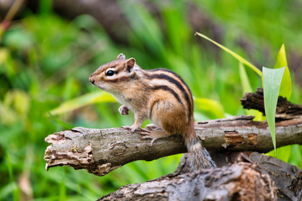 Chipmunk Trapping Tips
