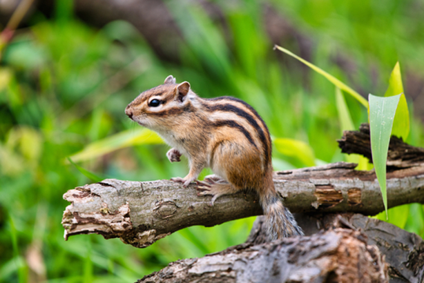 Chipmunks1