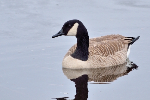 Cackling Goose Swimming In A Pond