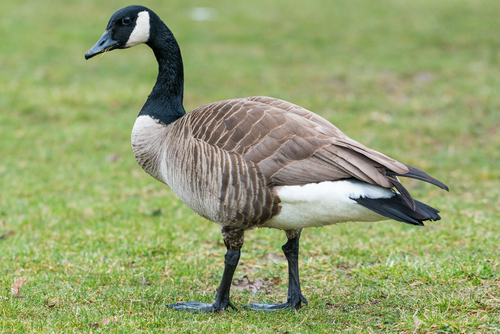 Canadian Goose Or Branta Canadensis Eating Green Pasture Near The Pond