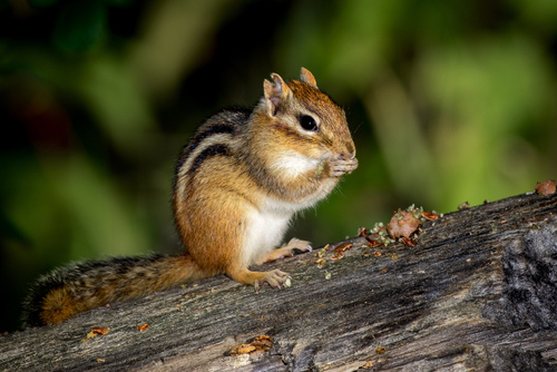 Eastern Chipmunk Tamias Striatus Sitting On A Fallen Tree Eating A Meal