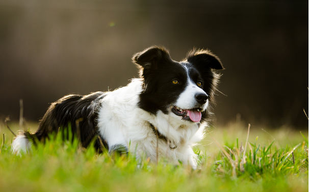 Goosedog1