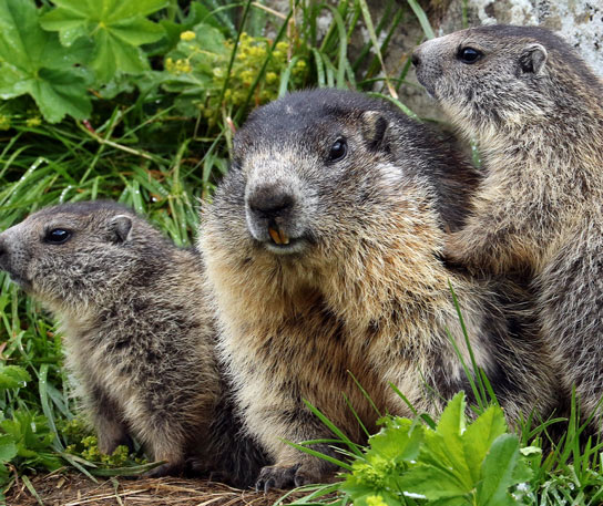 Groundhog Habitat And Breeding