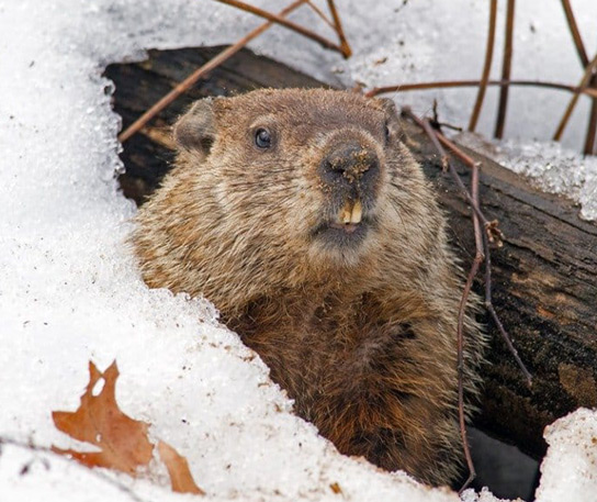 Groundhog What Kind Of Damage