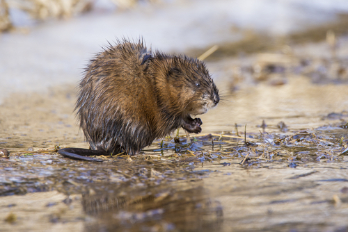 Muskrat Ondatra Zibethica In Spring