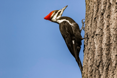 Pileated Woodpecker Perched On Tree