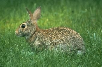 Rabbit Sitting In Grass